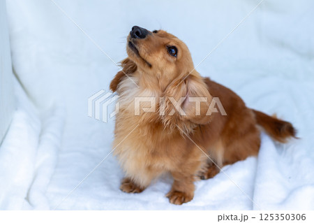 カニンヘンダックスフンド 成犬　チョコイエロー 125350306