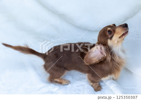 カニンヘンダックスフンド 成犬 チョコイエロー カニンヘンダックスフンド 成犬 チョコイエロー 125350307