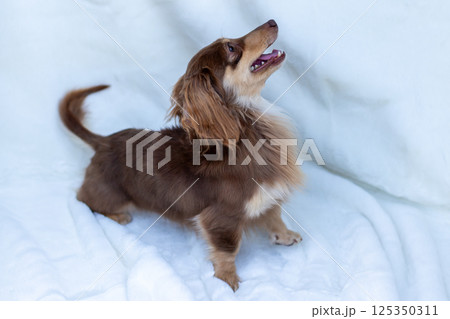カニンヘンダックスフンド 成犬 チョコイエロー カニンヘンダックスフンド 成犬 チョコイエロー 125350311