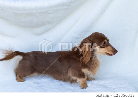 カニンヘンダックスフンド 成犬　チョコイエロー 125350315