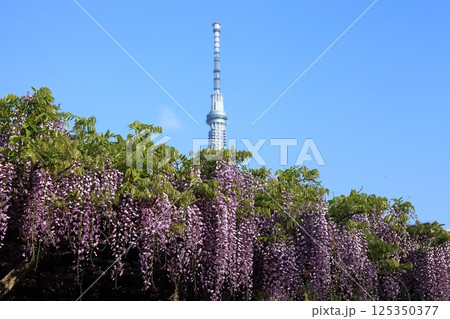 藤棚と東京スカイツリー 125350377