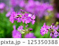 可憐に咲く桜草 125350388