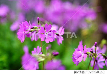 可憐に咲く桜草 可憐に咲く桜草 125350388