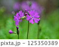 可憐に咲く桜草 125350389