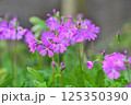 可憐に咲く桜草 125350390