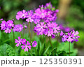 可憐に咲く桜草 125350391