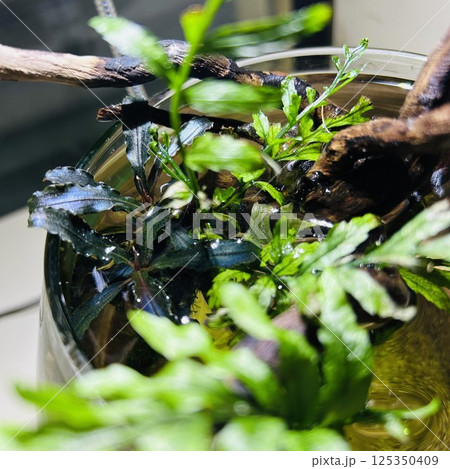 ボトルアクアリウム ボルビティス ブセファランドラ ボトルアクアリウム ボルビティス ブセファランドラ 125350409