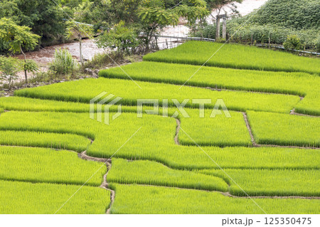 Rice Field of Farmer and sun in the morning,in Thailand 125350475