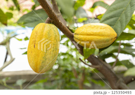 Cacao Tree (Theobroma cacao). Organic cocoa fruit pods in nature. 125350493