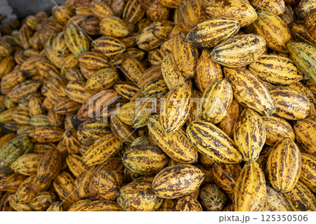Cocoa beans and cocoa pod on a wooden surface. 125350506