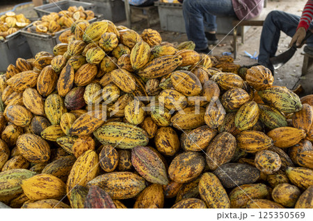 Cocoa beans and cocoa pod on a wooden surface. 125350569