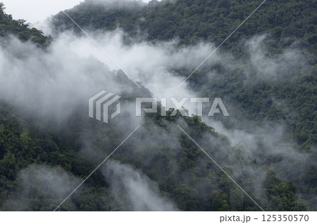 Landscape of Morning Mist with Mountain Layer. mountain ridge and clouds in rural jungle bush forest 125350570