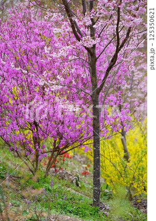 春爛漫・ミツバツツジとハナモモとレンギョウの競演 春爛漫・ミツバツツジとハナモモとレンギョウの競演 125350621