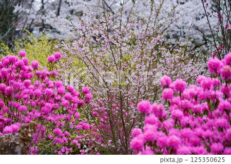 春爛漫・吉野ツツジと花桃・桜背景2 春爛漫・吉野ツツジと花桃・桜背景2 125350625