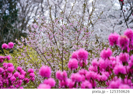 春爛漫・吉野ツツジと花桃・桜背景5 春爛漫・吉野ツツジと花桃・桜背景5 125350626