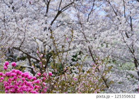 春爛漫・吉野ツツジと花桃・桜背景11 125350632