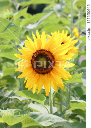 ヒマワリをアップで撮影した写真 125350646