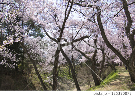 高遠城址公園の満開の桜ーお堀　長野県伊那市 125350875