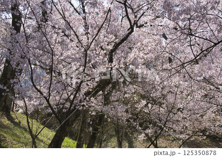 高遠城址公園の満開の桜ーお堀 長野県伊那市 高遠城址公園の満開の桜ーお堀 長野県伊那市 125350878