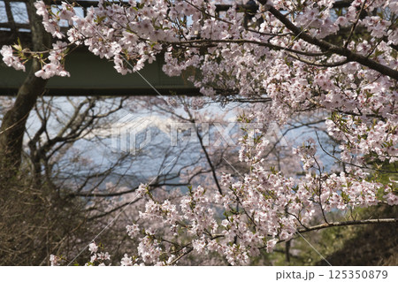 高遠城址公園の満開の桜と残雪の中央アルプス　長野県伊那市 125350879