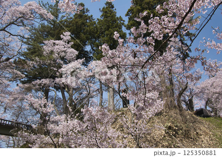 高遠城址公園の満開の桜ー白兎橋　長野県伊那市 125350881