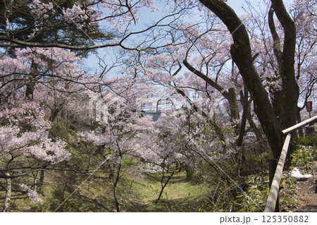 高遠城址公園の満開の桜ーお堀　長野県伊那市 125350882