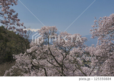 高遠城址公園の満開の桜と残雪の中央アルプス 長野県伊那市 高遠城址公園の満開の桜と残雪の中央アルプス 長野県伊那市 125350884