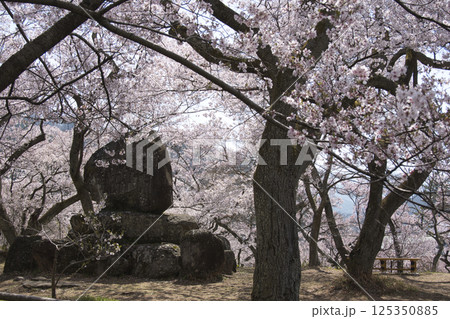 高遠城址公園の満開の桜　長野県伊那市 125350885