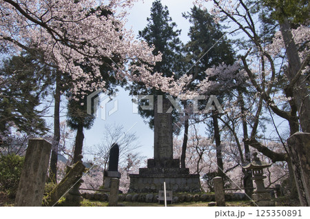 高遠城址公園の満開の桜　長野県伊那市 125350891