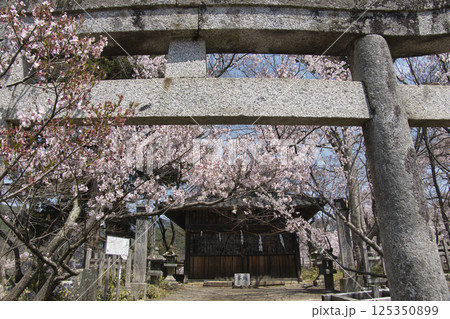 高遠城址公園の満開の桜　新城藤原神社　長野県伊那市 125350899