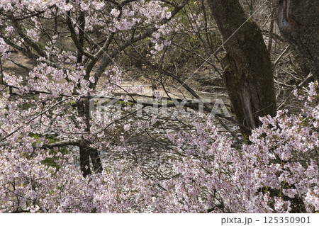 高遠城址公園の満開の桜とお堀の花筏　長野県伊那市 125350901