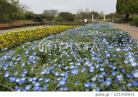 グリーンピア春日井（都市緑化植物園）満開のネモフィラ　愛知県春日井市 125350915
