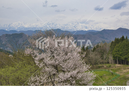アルプス展望広場から見る満開の桜と残雪の白馬連峰 長野県小川村 アルプス展望広場から見る満開の桜と残雪の白馬連峰 長野県小川村 125350935
