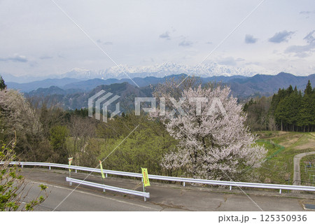 アルプス展望広場から見る満開の桜と残雪の白馬連峰　長野県小川村 125350936