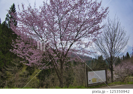満開の桜と日本のへそ 長野県小川村 満開の桜と日本のへそ 長野県小川村 125350942