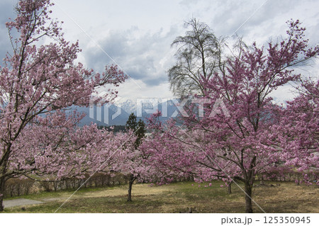 市民の森の満開の桜と残雪の北アルプス　長野県大町市 125350945
