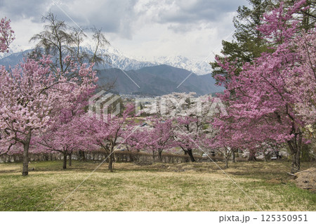 市民の森の満開の桜と残雪の北アルプス　長野県大町市 125350951