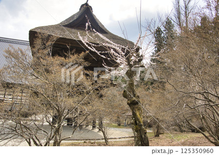 桜の季節の霊松寺 長野県大町市 桜の季節の霊松寺 長野県大町市 125350960