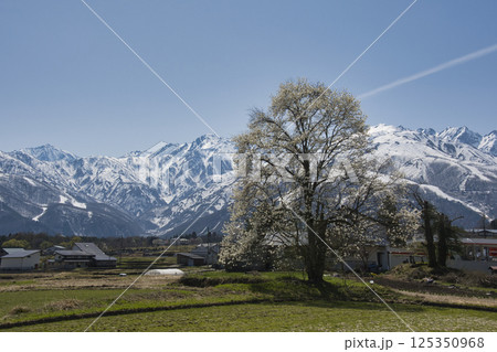 満開のコブシと残雪の白馬連峰　長野県白馬村 125350968