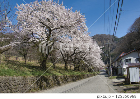 道の駅おたり付近の満開の桜並木 長野県小谷村 道の駅おたり付近の満開の桜並木 長野県小谷村 125350969