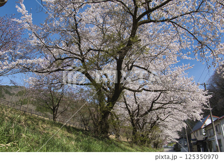 道の駅おたり付近の満開の桜並木　長野県小谷村 125350970