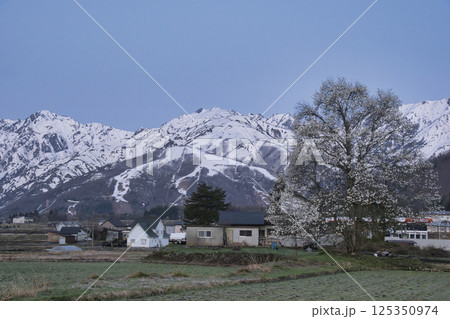 日の出前の満開のコブシと残雪の白馬連峰　長野県白馬村 125350974
