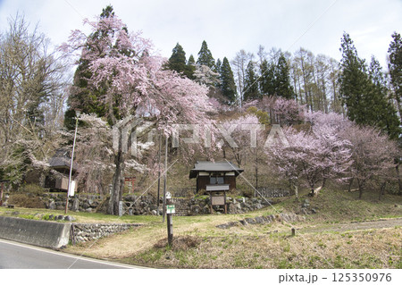 伝行山の徹然桜 長野県白馬村 伝行山の徹然桜 長野県白馬村 125350976
