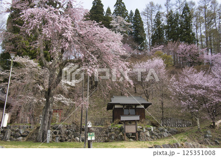 伝行山の徹然桜 長野県白馬村 伝行山の徹然桜 長野県白馬村 125351008