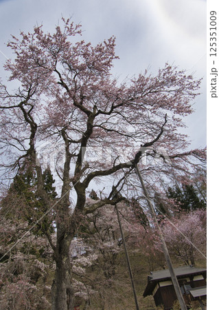 伝行山の徹然桜　長野県白馬村 125351009