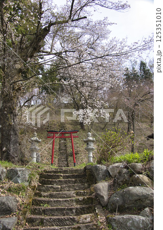 桜咲く伝行山稲荷神社の鳥居と参道の石段　長野県白馬村 125351010