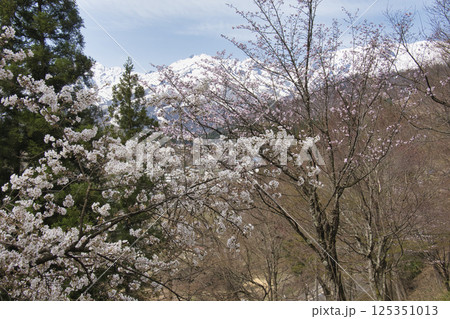 伝行山展望公園の満開の桜と残雪の白馬連峰　長野県白馬村 125351013