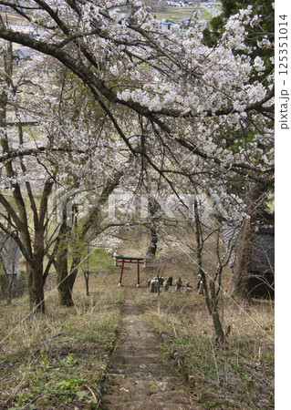 桜咲く伝行山稲荷神社の鳥居と参道の石段 長野県白馬村 桜咲く伝行山稲荷神社の鳥居と参道の石段 長野県白馬村 125351014