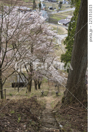 桜咲く伝行山稲荷神社の鳥居と参道の石段 長野県白馬村 桜咲く伝行山稲荷神社の鳥居と参道の石段 長野県白馬村 125351015