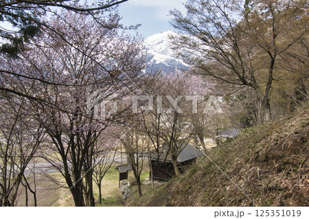 伝行山展望公園の桜と残雪の白馬連峰　長野県白馬村 125351019